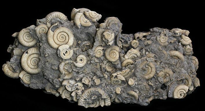 Wide Dactylioceras Ammonite Cluster - Germany #21932